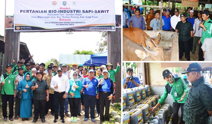 BPTP Kaltim Dukung Pengembangan Integrasi Sapi-Sawit di Kutai Timur